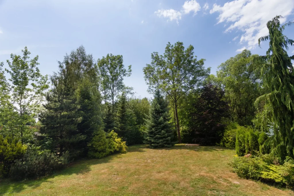 Janosik 2 Komfort ogród łopuszna